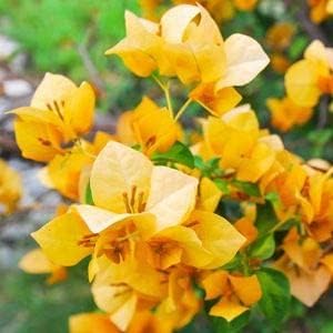 Yellow Bougainvillea Flower Seeds for Planting ƒ?? Organic, Heirloom & Non-GMO Garden Seeds for planting in your garden.