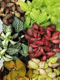 Heirloom Non-GMO Mix Fittonia Nerve Plant Seeds for Colorful Indoor Foliage and Decorative Planting