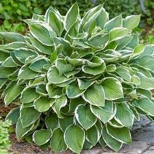 Hosta Perennial Plant Seeds for Planting - NON GMO Seeds