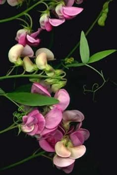 Silla Flower Seeds – Heirloom Non-GMO Seeds for Elegant and Seasonal Garden Planting