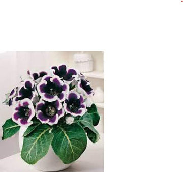 Black White Gloxinia Flower Seeds for Garden - NON GMO Seeds