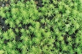 Heirloom Non-GMO Sedum Album Flower Seeds for Planting – Low-Maintenance Ground Cover Blooms