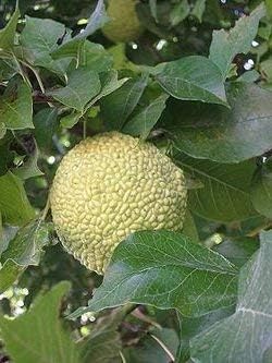 Yellow Maclura Fruit Seeds - Grow This Hardy and Fruitful Plant in Your Garden 100 Pcs pcs