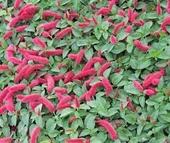 Acalypha Flower Seeds for Planting - NON GMO Seeds