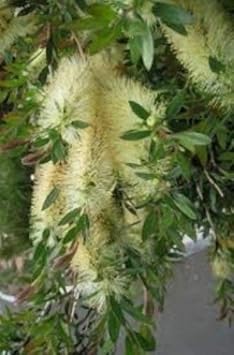 Green Callistemon Flower Seeds for Planting - 100 pcs