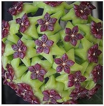 Carnosa Flower Seeds for Planting, Unique Texture, 100 pcs