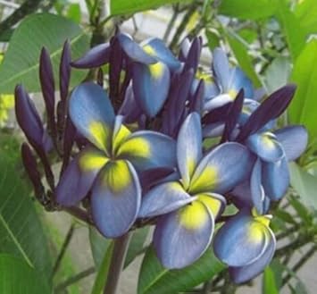 Blue Yellow Frangipani Flower Seeds – Heirloom Non-GMO Plumeria Seeds for Gardens