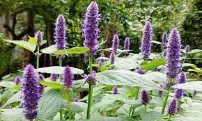 Agastache Rugosa Plant Seeds for Planting - 100 pcs