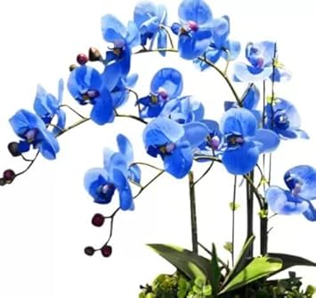 Organic Sky Blue Butterfly Orchid Flower Seeds for Planting – Heirloom, Non-GMO