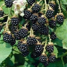 Blackberry Fruit Seed Collection for Sweet, Juicy Berries 100 Pcs pcs