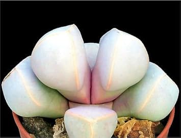 Sea Green Lapidaria Margaretae Plant Seeds for Planting - 100 pcs