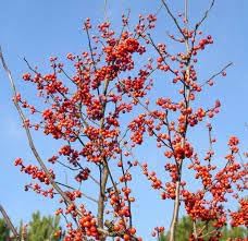 Salak Snakeskin Fruit Seeds for Unique Tropical Gardens 100 Pcs pcs