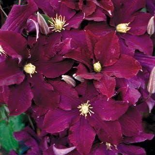 Burgundy Clematis Flower Seeds – Heirloom Non-GMO Seeds for Garden Planting