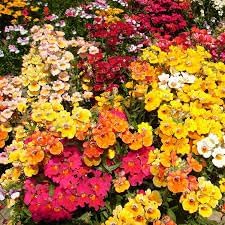 Nemesia Carnival Mix Flower Seeds – Heirloom Non-GMO Seeds for Bright and Fragrant Garden Planting