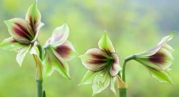 Green Violet Amaryllis Flower Seeds ƒ?? Heirloom, Non-GMO, for Garden Planting
