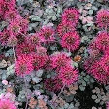 Heirloom Non-GMO Acaena Microphylla Flower Seeds for Planting – Ground Cover with Unique Blooms