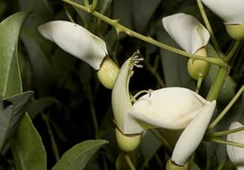 White Erythrina Crista Galli Flower Seeds for Planting - 100 Pcs pcs