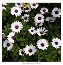 White Osteospermum Flower Seeds, Heirloom, Non-GMO Seeds for Planting