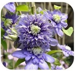 Purple Clematis Seeds for Garden - NON GMO Seeds