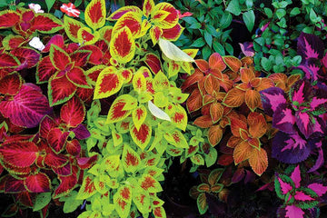 Mix Coleus Canina Plant Seeds for Planting - NON GMO Seeds