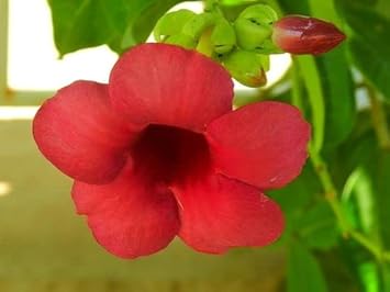 Heirloom Non-GMO Red Oxalis Versicolor Flower Seeds for Garden Planting – Candy Cane Blooms