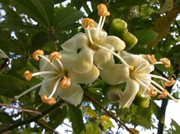 Pentandra Flower Seeds for Planting - 100 pcs