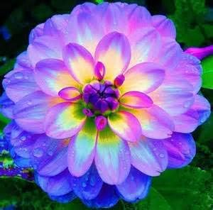 Yellow Blue Dahlia Flower Seeds â€“ Heirloom Non-GMO Seeds for Garden Planting