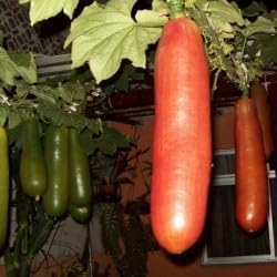 Cassabanana Vegetable Seeds for Planting - 100 Pcs pcs