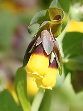 Yellow Cerinthe Flower Seeds for Planting ƒ?? Organic, Heirloom, Non-GMO Garden Seeds