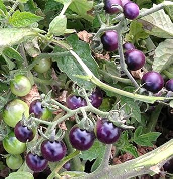 Deep Violet Tomato Seeds for Planting - 100 Pcs pcs