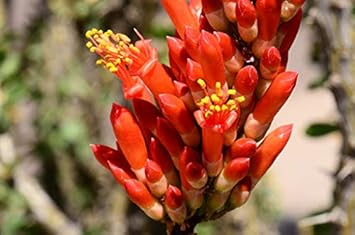 Ocotillo Fouquieria Splendens Plant Seeds for Planting - NON GMO Seeds