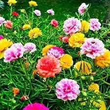 Portulaca Seeds for Planting – Organic, Heirloom, Non-GMO Flower Seeds