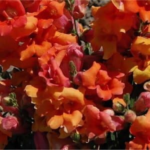 Orange Snapdragon Flower Seeds for Planting - 100 pcs