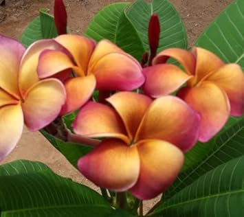 Purple Yellow Frangipani Flower Seeds – Heirloom Non-GMO Plumeria Seeds for Fragrant Gardens