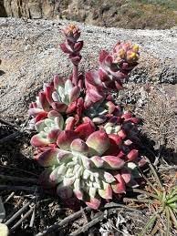 Dudleya Flower Seeds for Planting - NON GMO Seeds