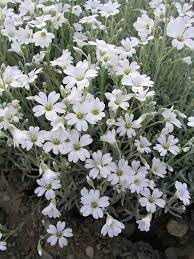 Heirloom Silver Carpet Flower Seeds for Garden Planting, Non-GMO, Drought-Tolerant Ground Cover Blooms