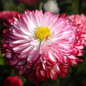 Leucanthemum Shasta Flower Seeds for Planting, Red White, 100 pcs for planting in your garden.