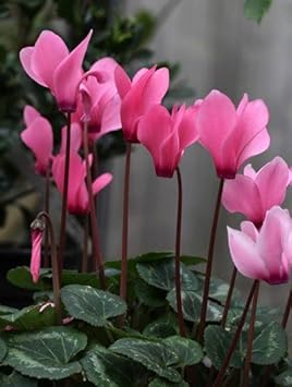 Pink Cyclamen Flower Seeds for Planting - 100 pcs