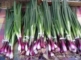 Green Scallion Vegetable Seeds for Planting heirloom & Non-GMO Seeds