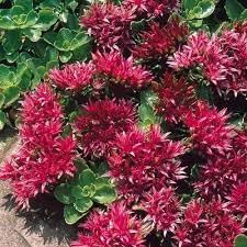Sedum Spurium Flower Seeds for Planting - NON GMO Seeds