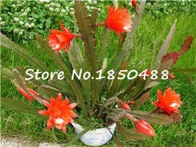 Orange Schlumbergera Flower Seeds for Planting, 100 pcs for planting in your garden.