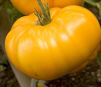 Big Yellow Tomato Seeds for Planting - 100 Pcs pcs