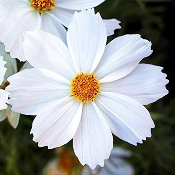 White Cosmos Flower Seeds for Planting â€“ Non-GMO, Heirloom, Vibrant Garden Blooms