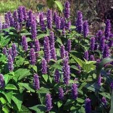 Heirloom Agastache Mexicana Flower Seeds for Garden Planting, Non-GMO, Aromatic Blooms for Pollinators