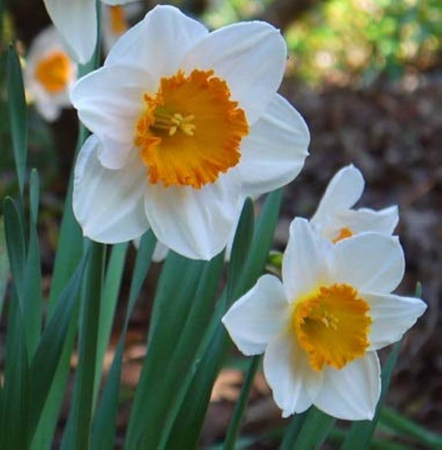 Yellow & White Daffodils Flower Seeds for Planting – Heirloom, Non-GMO Seeds - & for planting in home garden
