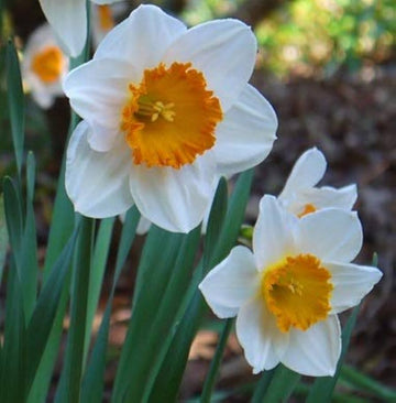 Yellow & White Daffodils Flower Seeds for Planting – Heirloom, Non-GMO Seeds