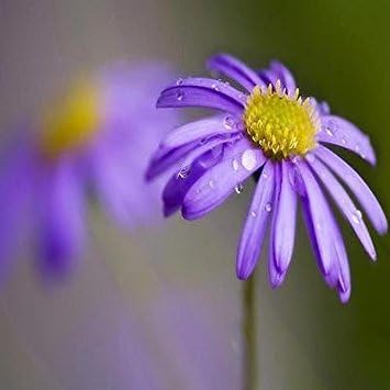 Blue Brachycome Flower Seeds for Planting - 100 pcs