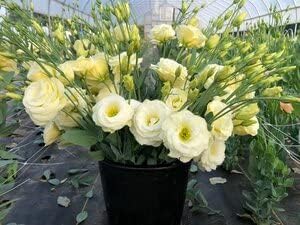 Light Yellow Eustoma (Lisianthus) Flower Seeds for Planting - Heirloom, NON-GMO Seeds