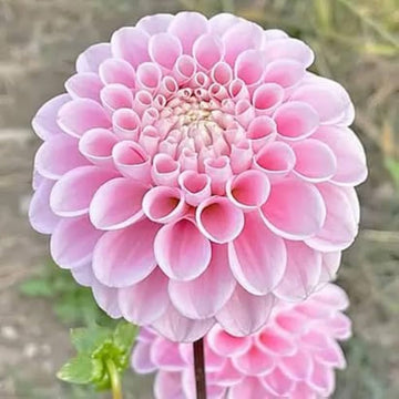 Pink Pompon Dahlia Flower Seeds for Planting - Heirloom Non-GMO Seeds,Beautiful Blooms