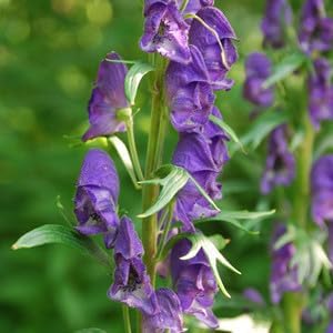Monkshood Poisonous Flower Seeds for Planting - NON GMO Seeds